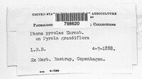 Mycosphaerella chimaphilae image